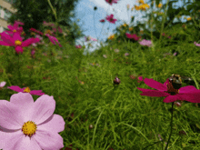 a pink flower with a yellow center surrounded by greenery