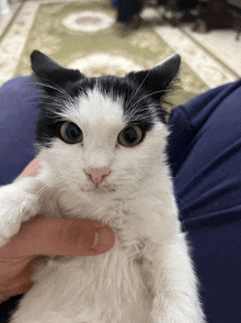 a black and white cat is being held by someone