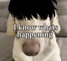 a picture of a dog with the words " i know whats happening " written on it