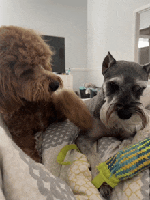 two small dogs are laying on a bed with a toy in front of them