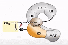 a diagram of the chemical structure of a protein with the letters er and kr visible