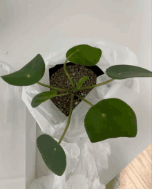 a plant in a bag with a few leaves