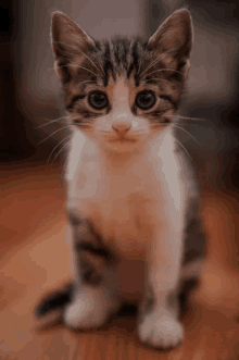 a small kitten is sitting on a wooden floor and looking at the camera