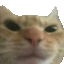 a close up of a cat 's face on a white background with a blurry background .