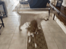 two dogs are standing next to each other on a rug in a living room