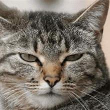 a close up of a cat 's face with a blurred background .