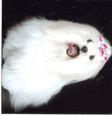 a white dog with a pink bow on its head is yawning