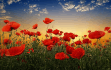 a field of red flowers against a blue sky