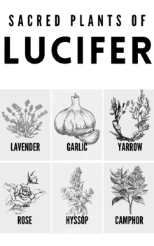 a poster showing the sacred plants of lucifer including lavender garlic rose hyssop and camphor