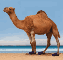 a camel wearing purple shoes stands on a beach