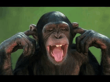 a chimpanzee is sticking its tongue out and covering its ears with its hands .