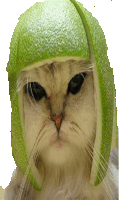 a cat wearing a helmet made of a green fruit