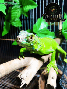 a lizard in a cage with the words reptile keepers on the bottom