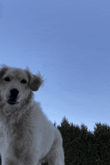 a dog with a blue sky behind it