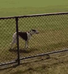 a black and white dog is standing on its hind legs in the grass near a body of water .