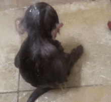 a black dog is sitting on a tiled floor in a bathroom .