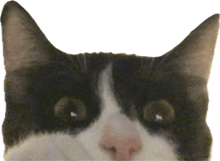 a close up of a black and white cat 's face with a white background