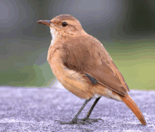 a small brown bird with a long orange tail is standing on a concrete surface