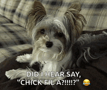 a small dog laying on a couch with the words did i hear say " chick fil a "