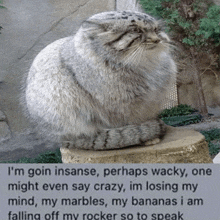 a cat sitting on a rock with a caption that says i 'm goin insane perhaps wacky