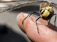 a dragonfly is sitting on a person 's finger and looking at the camera