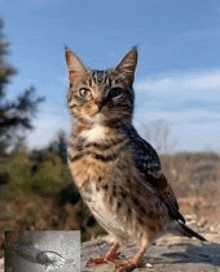 a cat is sitting next to a bird on a rock .