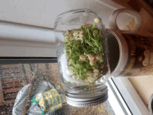 a mason jar filled with sprouts next to a can of colmans mustard