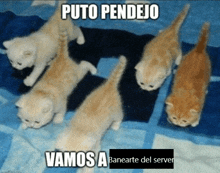 a bunch of kittens are laying on a blue blanket and the caption says puto pendejo vamos a banearte del server