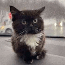 a black and white cat is sitting on the dashboard of a car in the rain .