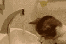 a cat is drinking water from a sink faucet .