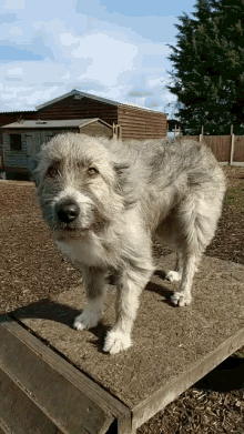 a dog is standing on a wooden platform in front of a shed that says ' shelter ' on it