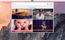 a computer screen displays a search for gifs and videos