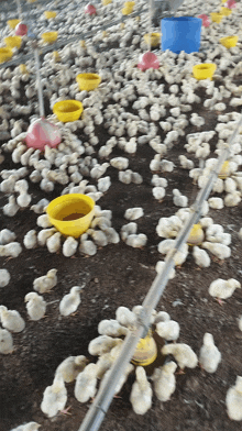 a bunch of chickens are laying on the ground with yellow bowls