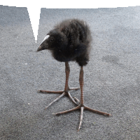 a black bird with a white beak is standing on a gray carpet