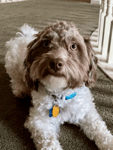 a small brown and white dog with a blue collar and a tag that says ' amanda ' on it