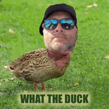 a picture of a man with a duck head and the words what the duck