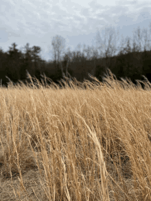 a field of tall grass blowing in the wind with trees in the background