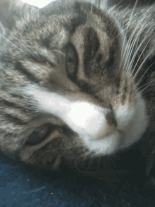 a close up of a cat 's face with its eyes closed