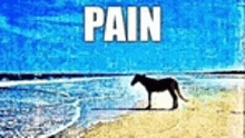 a horse is standing on a beach next to the ocean with the word pain written above it .