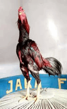 a rooster is standing on top of a circular table .