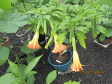 a blue potted plant with orange flowers and the date 07/9/2023 on the bottom