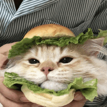 a cat is holding a sandwich with lettuce on top of it