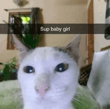 a white cat with a caption that says " sup baby girl " on it