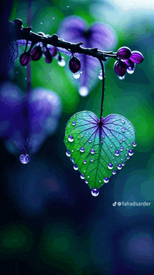 a green heart shaped leaf with water drops on it hangs from a branch