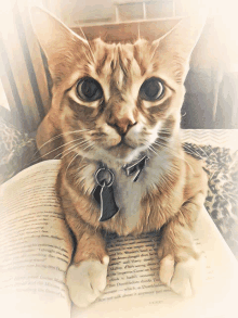 a cat laying on top of an open book with the word dumbledore visible