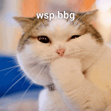 a close up of a cat 's face with the words wsp bg above it