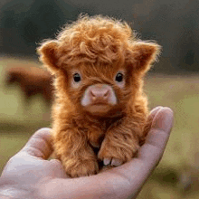 a person is holding a small highland cow puppy in their hand .