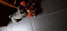 a pug dog laying next to a stuffed reindeer toy