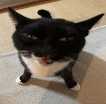 a black and white cat is standing on its hind legs on a rug