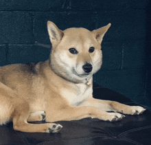 a dog with a collar is laying on a couch